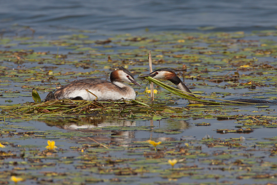 075 Perkozy dwuczube